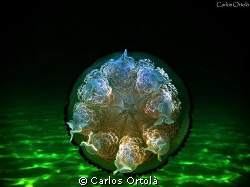 Back view Jellyfish --> Rhizostoma pulmo by Carlos Ortolà 
